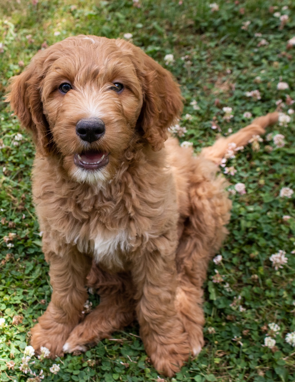 labradoodle midsize